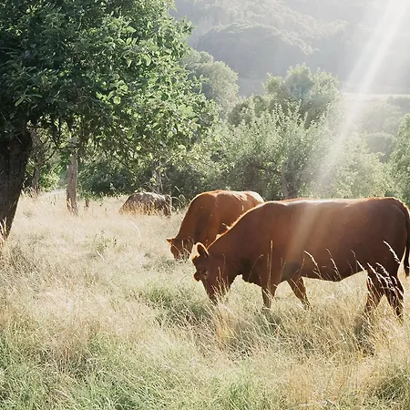 Alojamento de Acomodação e Pequeno-almoço Roudenhaff Guestfarm Echternach