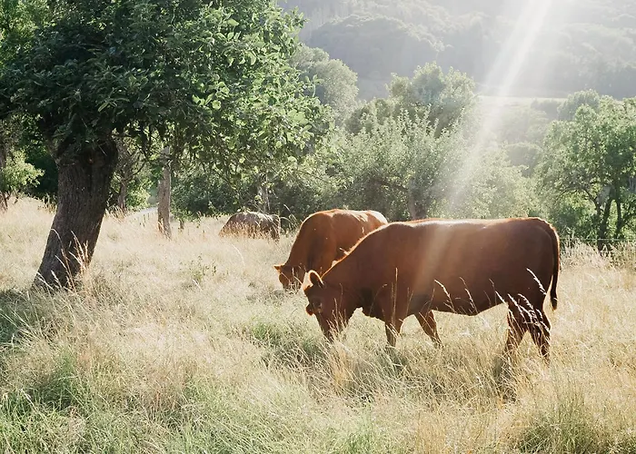 Bed & Breakfast Roudenhaff Guestfarm Echternach